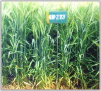 pic show plant of wheat gw 273