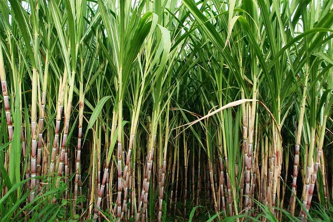 Central Government increase sugarcane rate