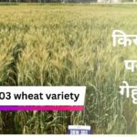 best wheat variety