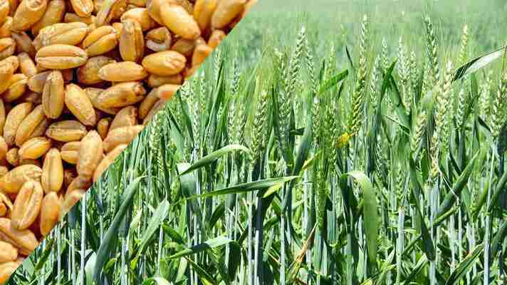 best wheat variety