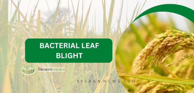 BACTERIAL LEAF BLIGHT