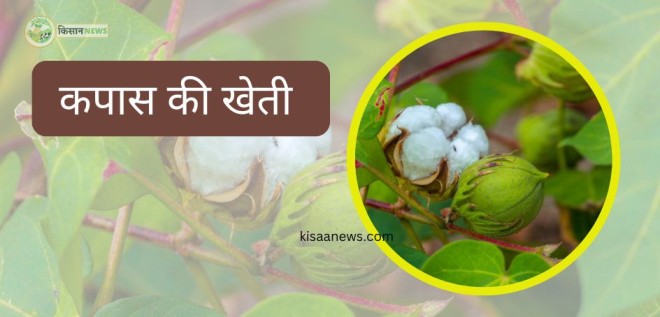 kapas ki kheti